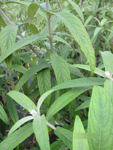 Comanthosphace dependens - Weinender Buddleja, Pagodenflieder